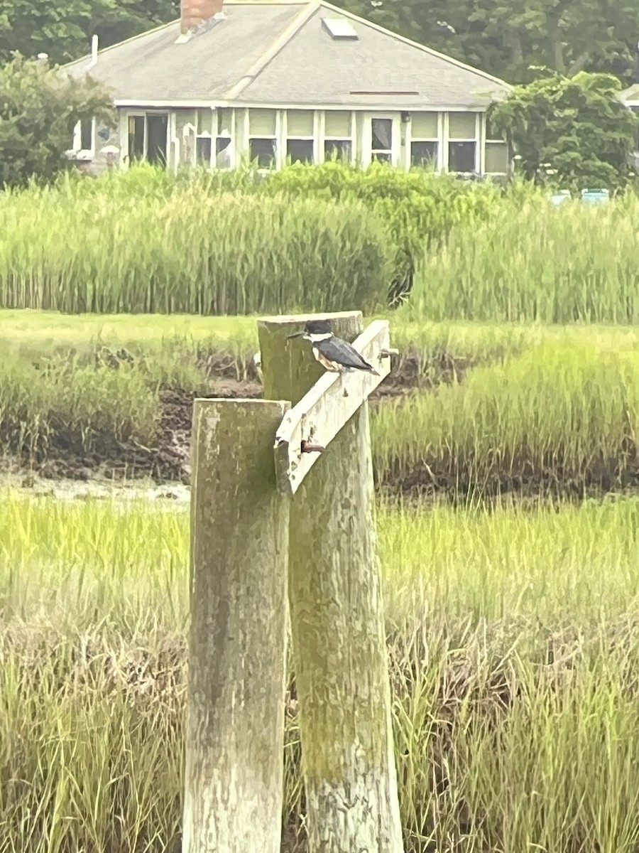 Belted Kingfisher - ML592893461