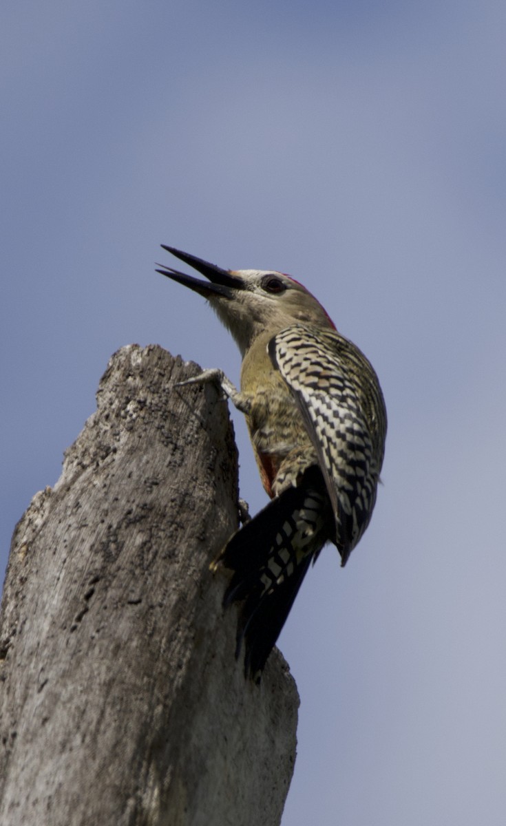 West Indian Woodpecker - ML592894291