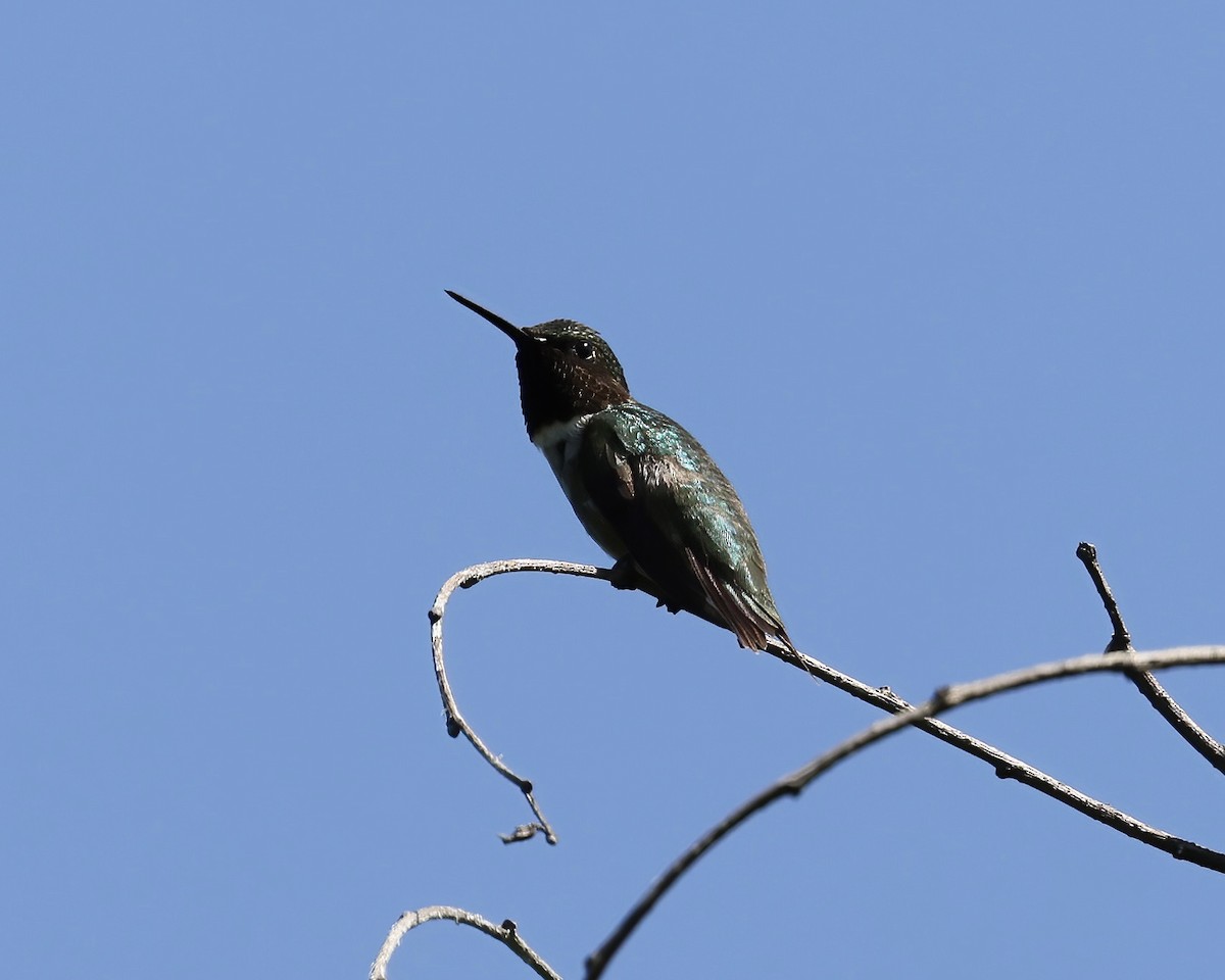 Ruby-throated Hummingbird - ML592894671
