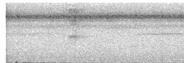 Kurzschwanz-Ameisenvogel - ML592898301
