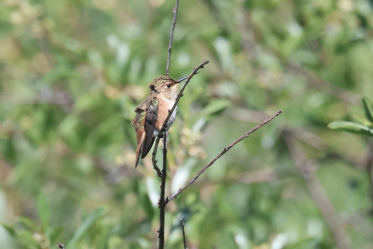 Rufous Hummingbird - ML592903111