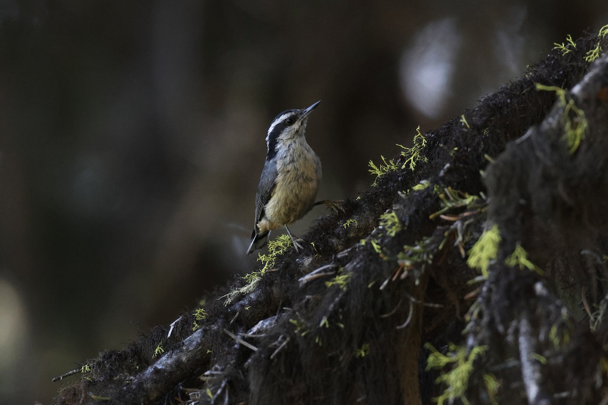 Red-breasted Nuthatch - ML592903581