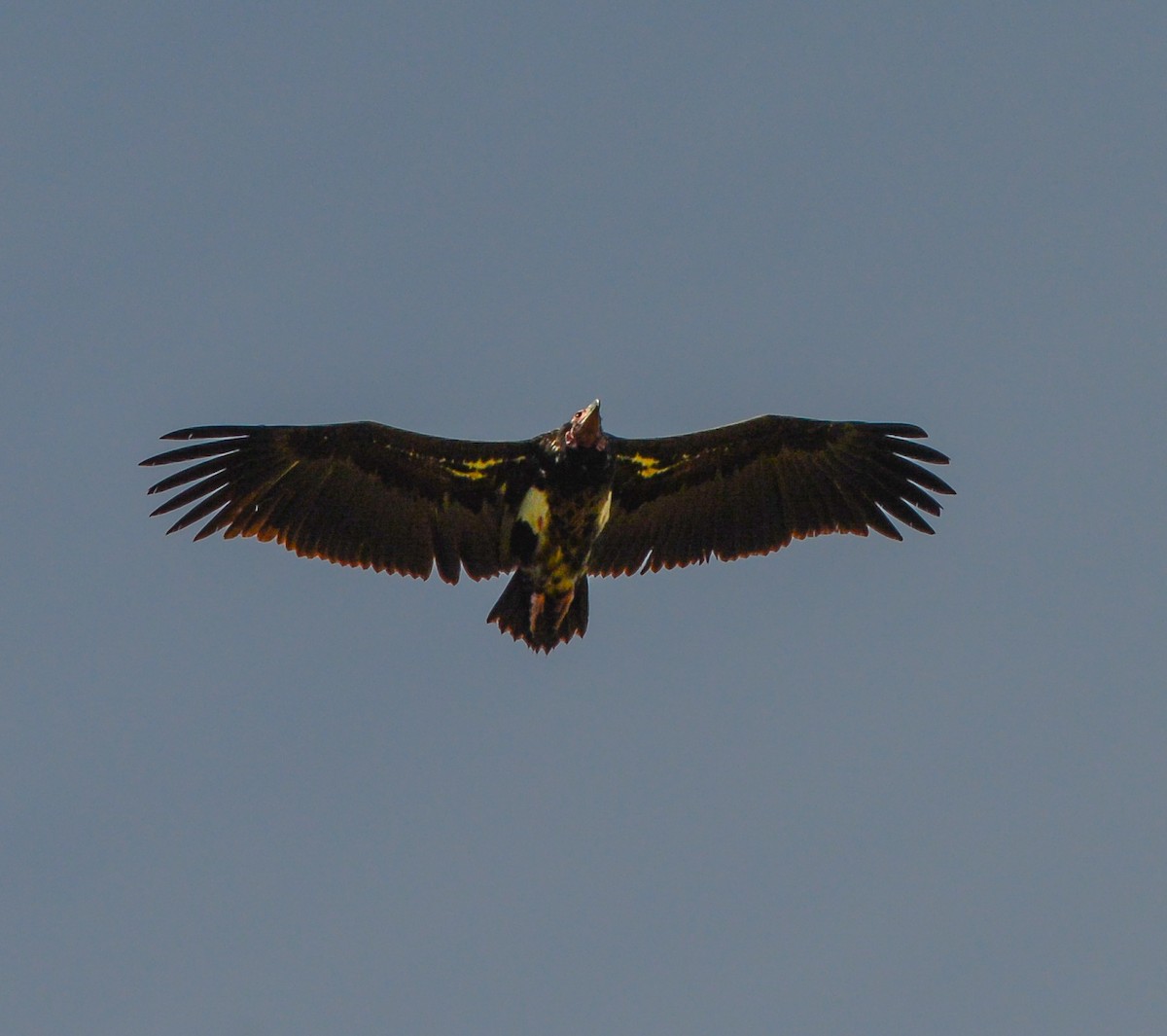 Red-headed Vulture - ML592907631