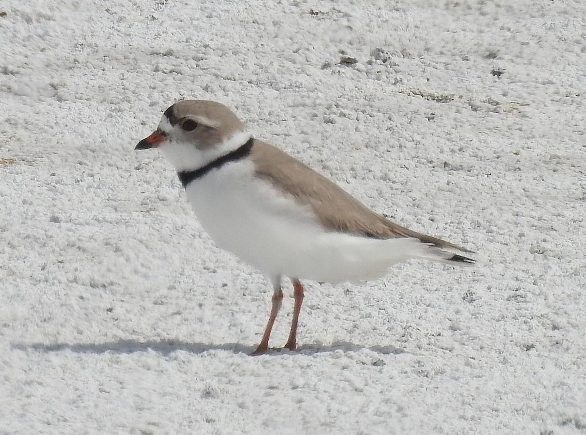 Piping Plover - ML59290841