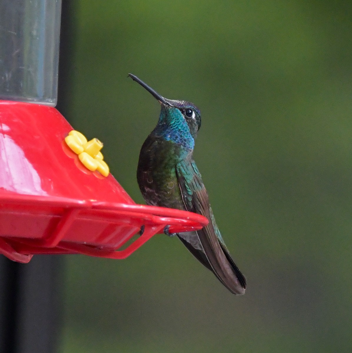 eBird Checklist 10 Jul 2023 Mt. LemmonPalisades Visitor Center