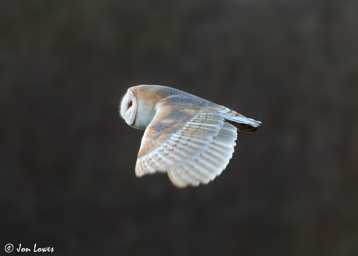 Barn Owl (Eurasian) - ML592909691