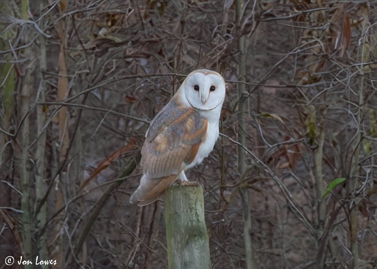 Barn Owl (Eurasian) - ML592909721