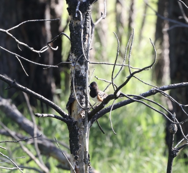 Spotted Towhee - ML592912071