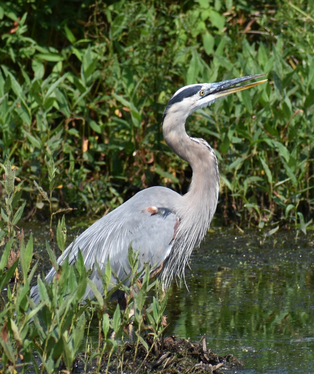 eBird Checklist 10 Jul 2023 Stu Visser Trails 27 species