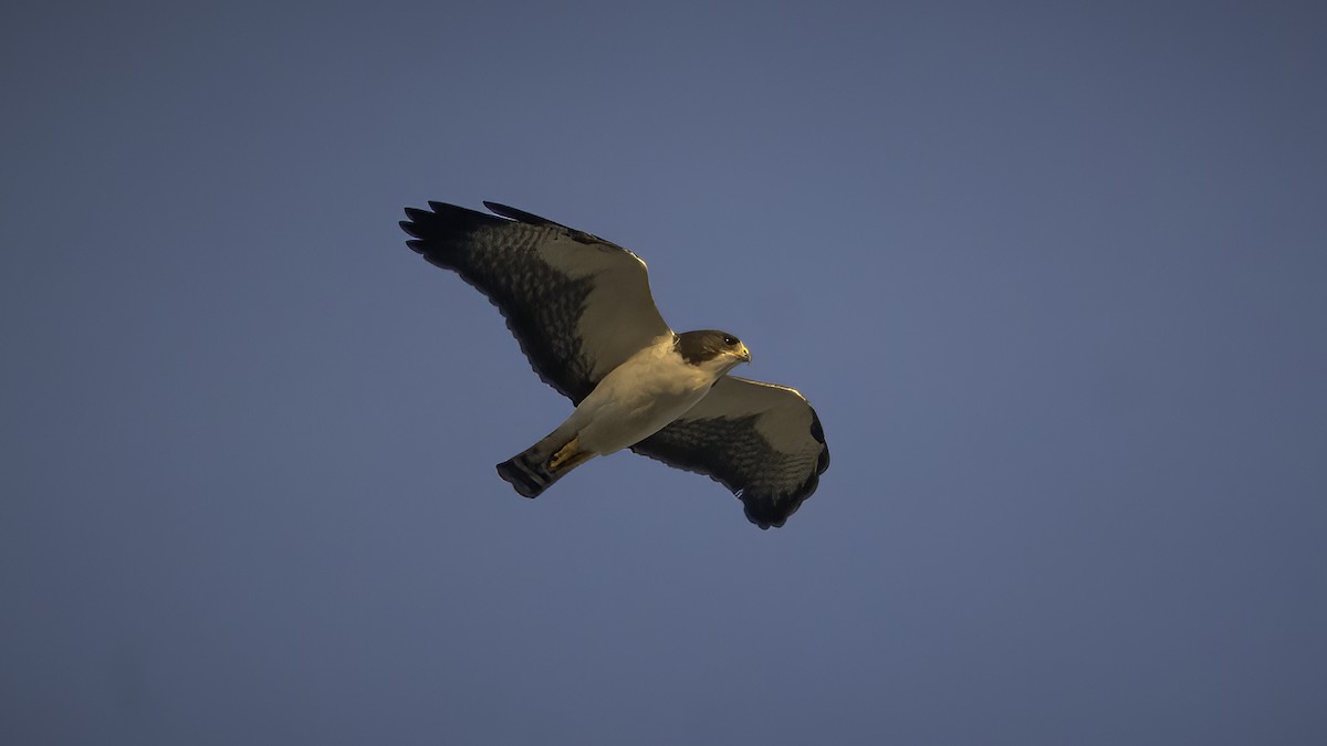 Short-tailed Hawk - ML592918621