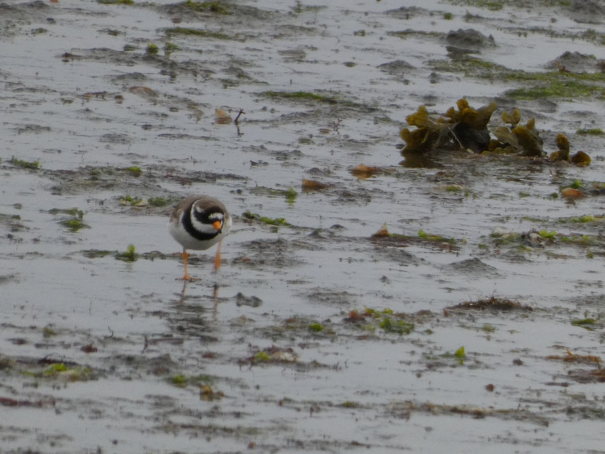 Common Ringed Plover - ML592920391