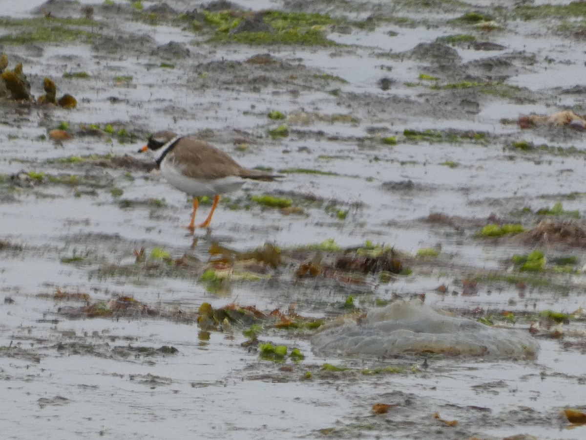 Common Ringed Plover - ML592920401