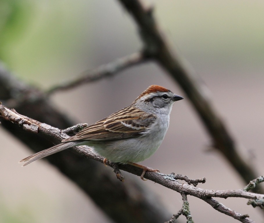 Chipping Sparrow - ML59292161