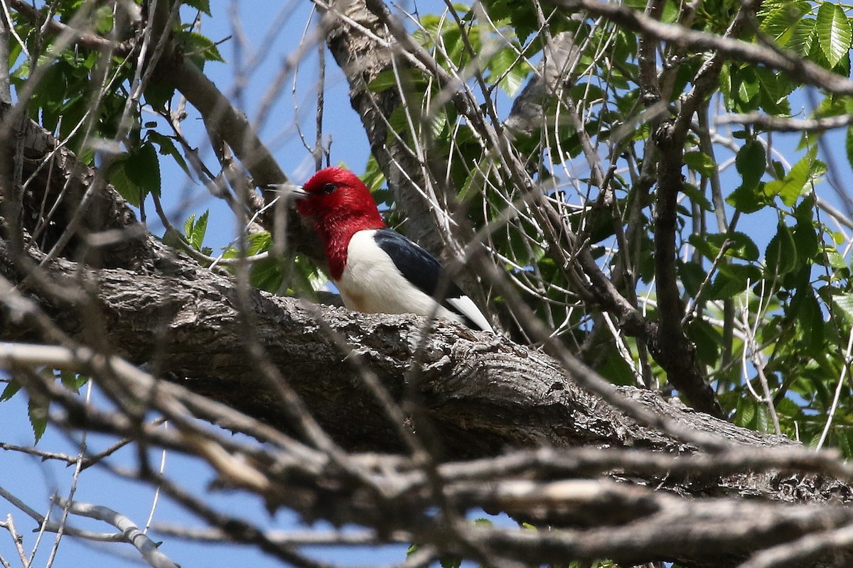 Red-headed Woodpecker - ML59292291