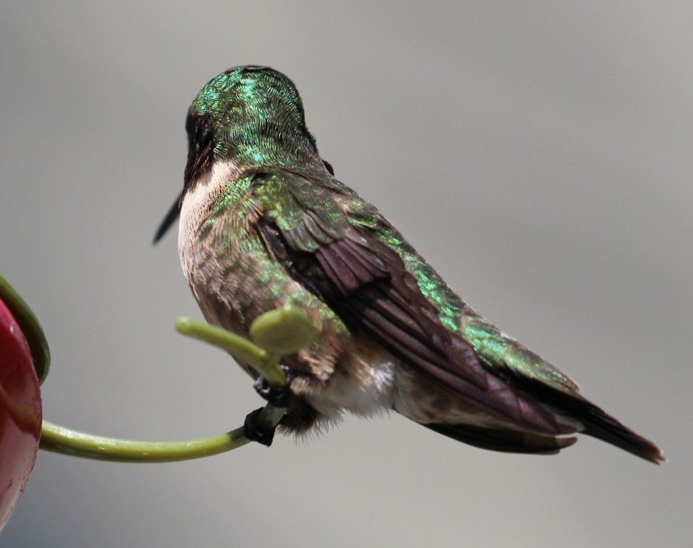 Ruby-throated Hummingbird - ML59292371