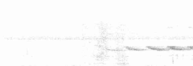 Schwarzgrau-Ameisenvogel - ML592924031