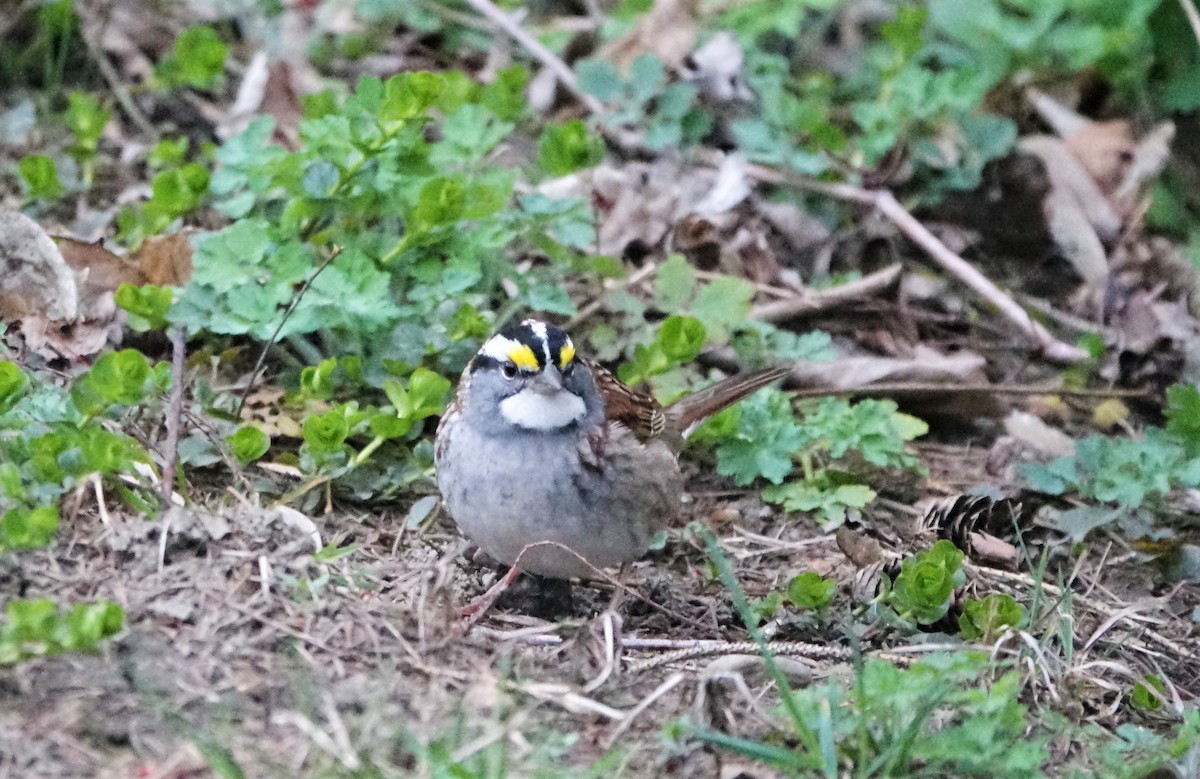 White-throated Sparrow - Yue Huang