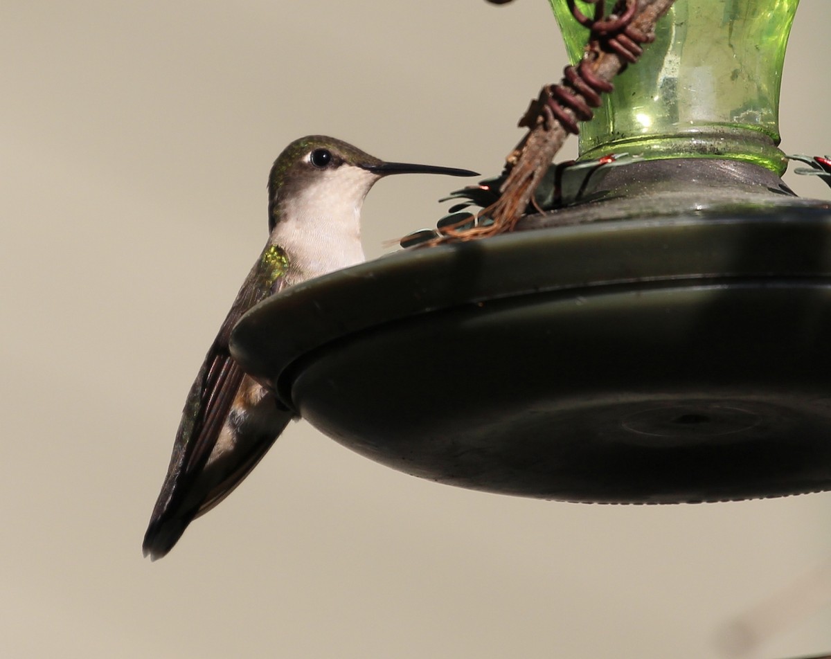 Ruby-throated Hummingbird - Hélène Crête