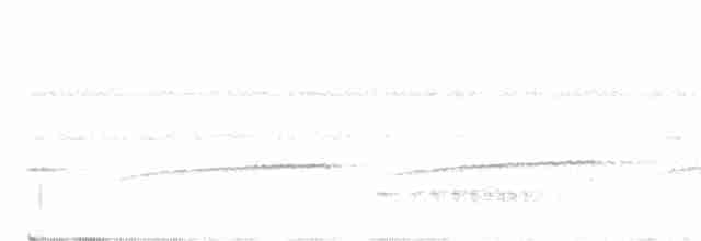 Мурав’янка-куцохвіст велика - ML592926661