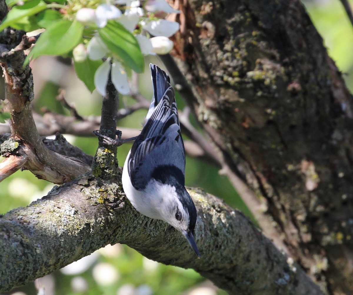 White-breasted Nuthatch - ML59292851