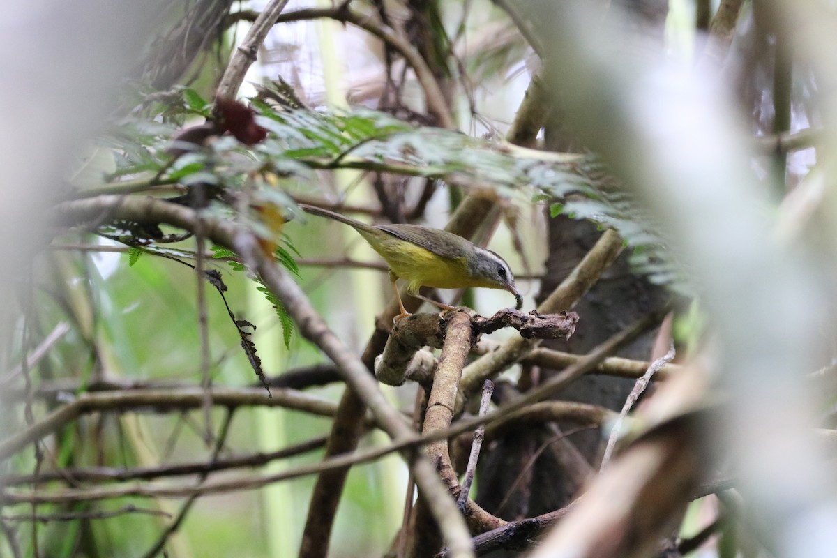 Golden-crowned Warbler - ML592930661