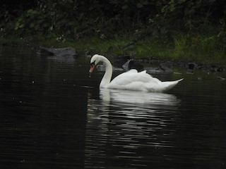 Mute Swan, ML592931011