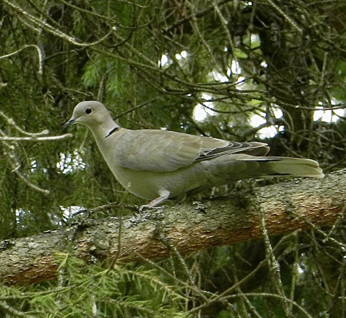 Eurasian Collared-Dove - ML592932781