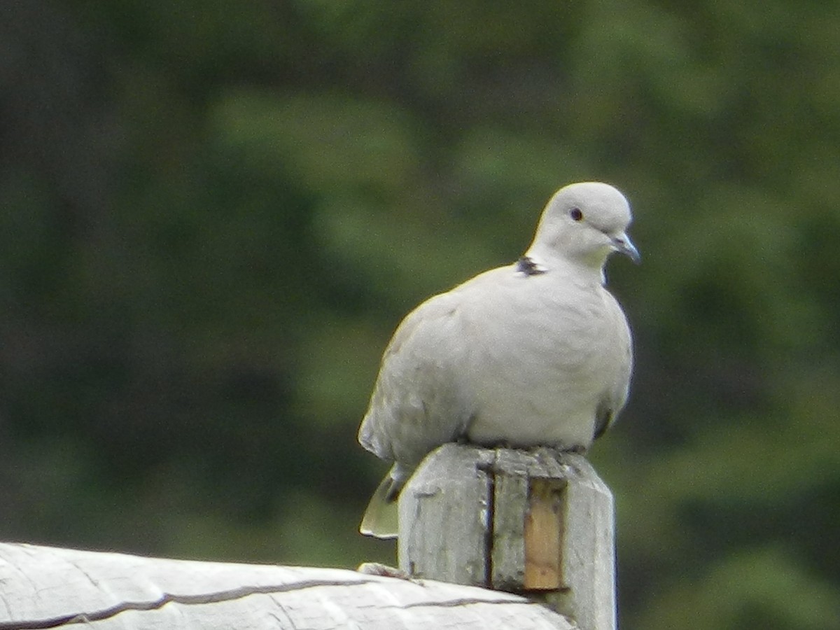 Eurasian Collared-Dove - ML592932791
