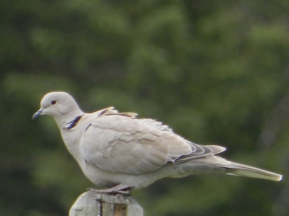 Eurasian Collared-Dove - ML592932801