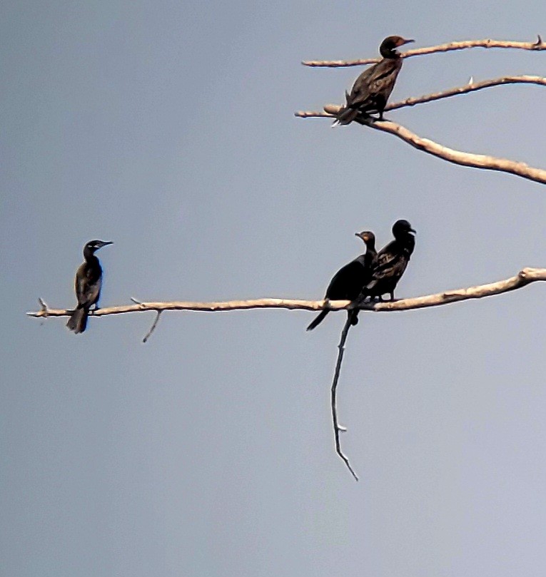 eBird Checklist 10 Jul 2023 Dickey, Stateline Road, west 35 species