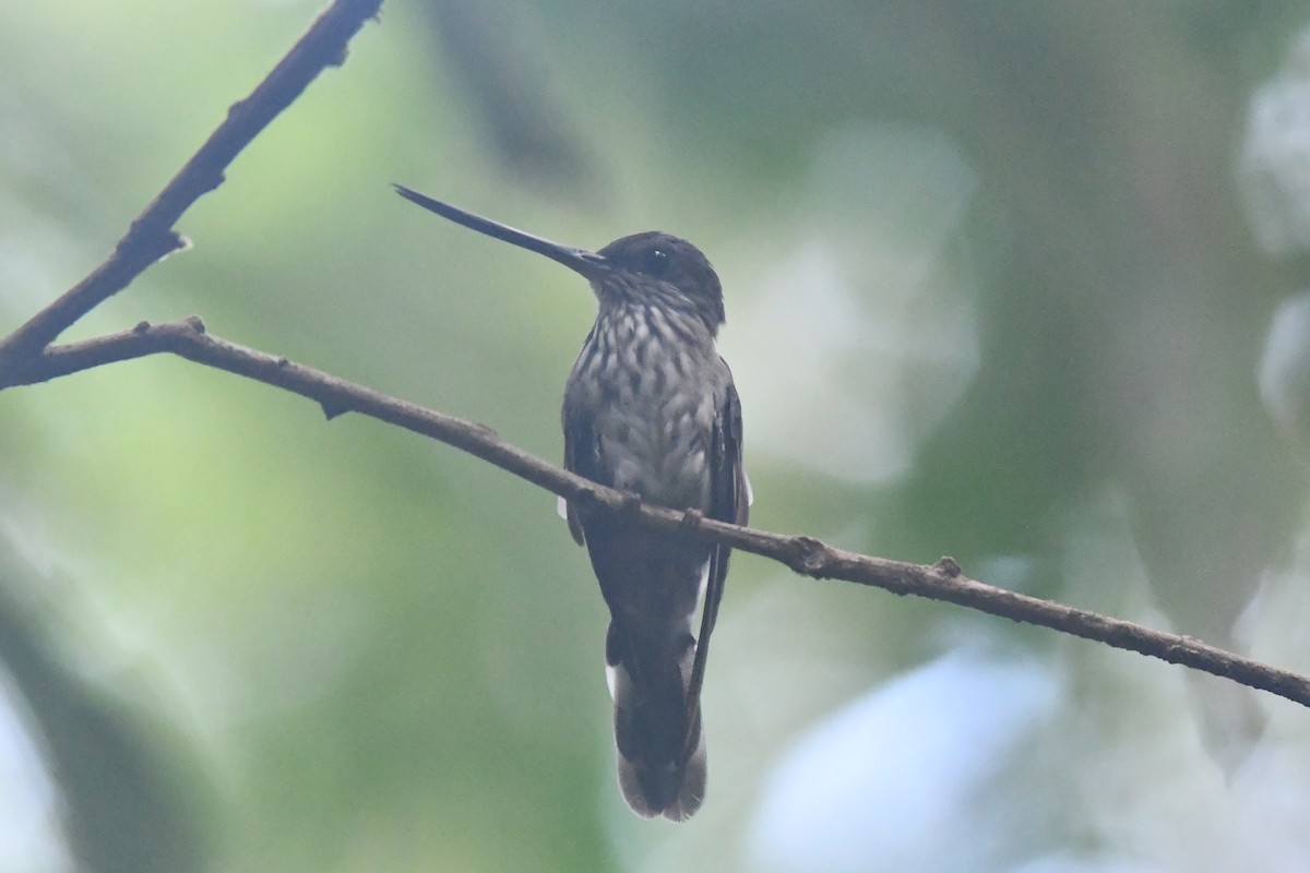 Tooth-billed Hummingbird - ML592938511