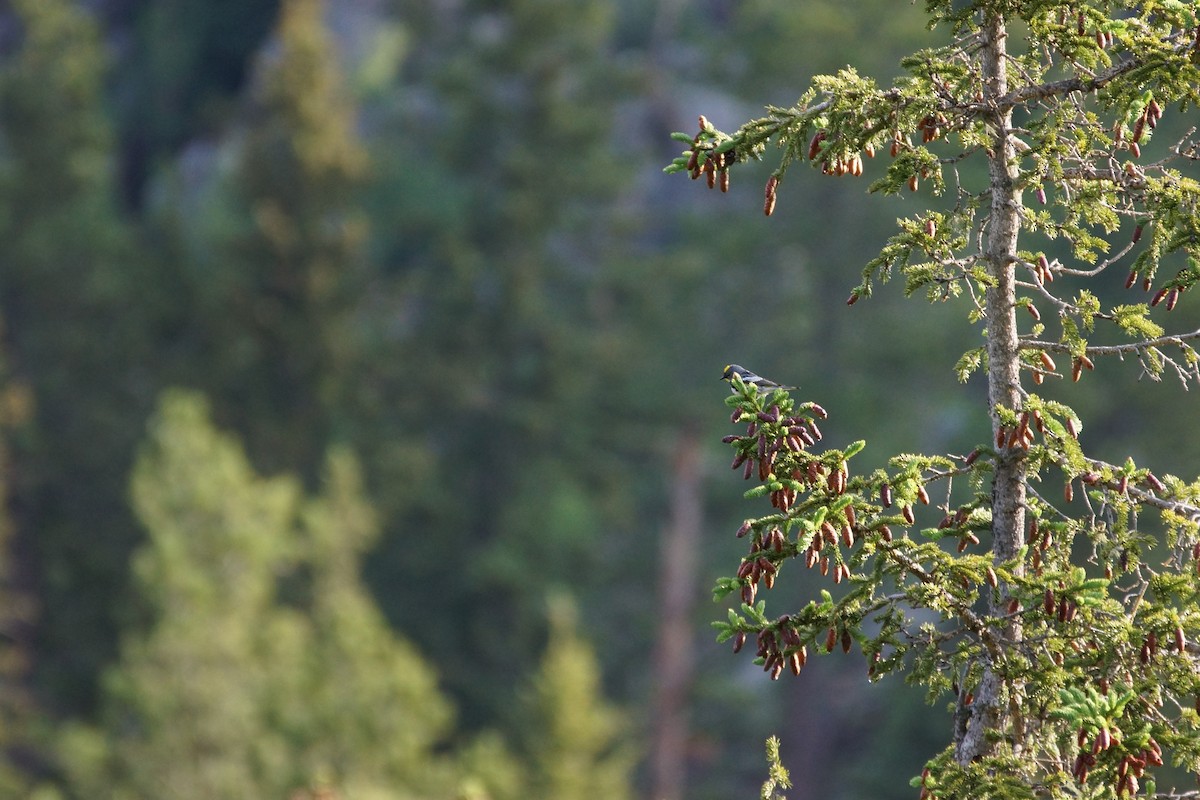 Yellow-rumped Warbler (Audubon's) - ML592940551