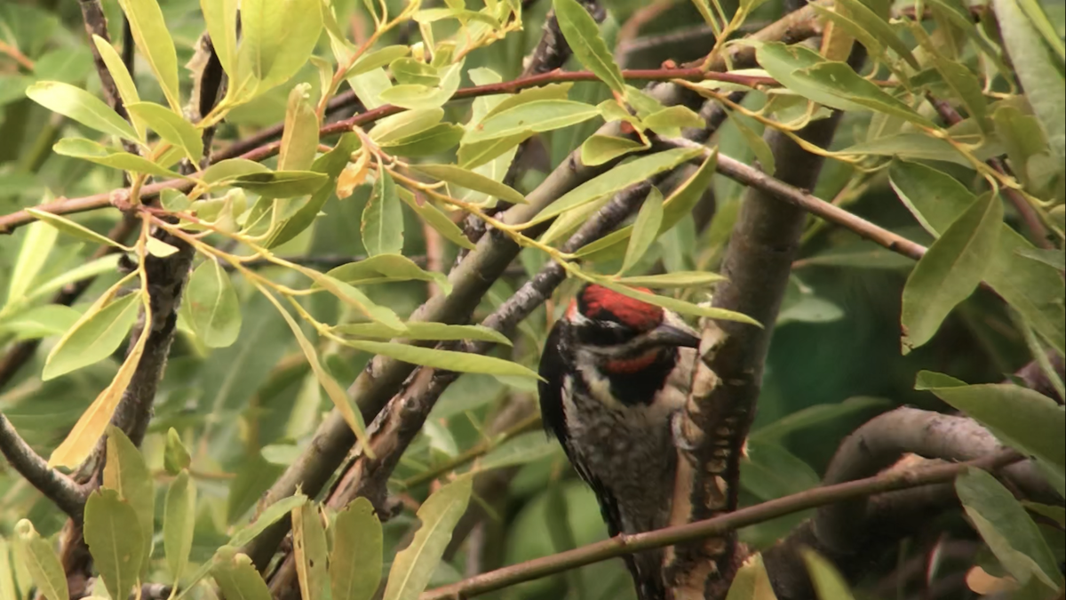 Red-naped Sapsucker - Anonymous