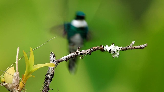 White-throated Hummingbird - ML592942741