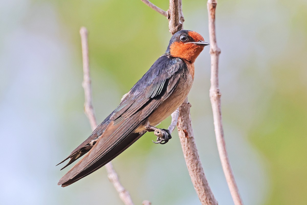 Pacific Swallow - ML592942861