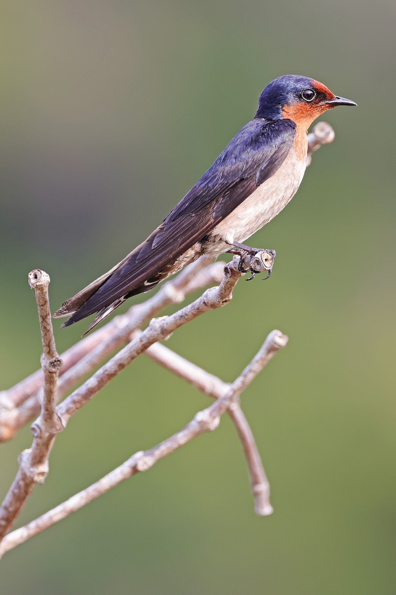 Pacific Swallow - ML592943061