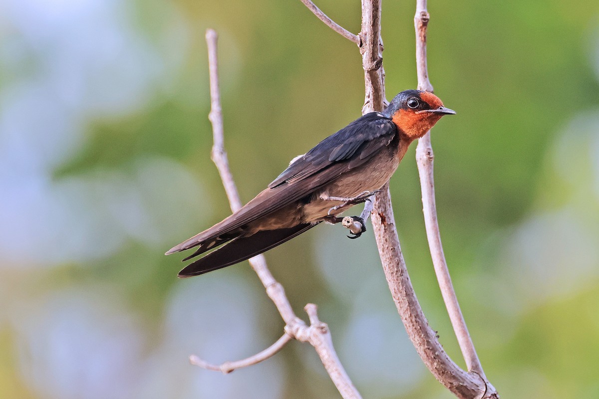 Pacific Swallow - ML592943201