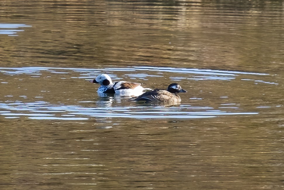 Long-tailed Duck - ML592943331