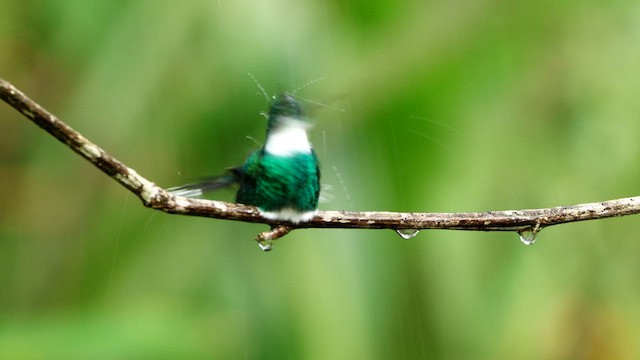 kolibřík límcový - ML592943611