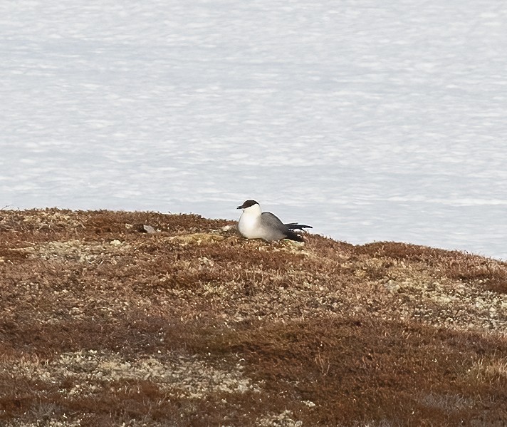 Long-tailed Jaeger - ML592943641