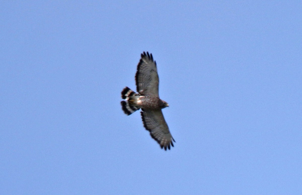 Broad-winged Hawk - ML592944221