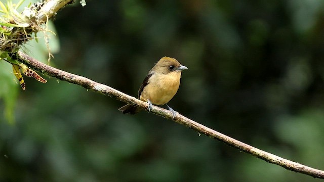 Black-goggled Tanager - ML592944421