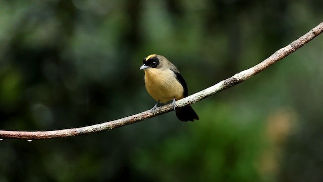 Black-goggled Tanager - ML592944531