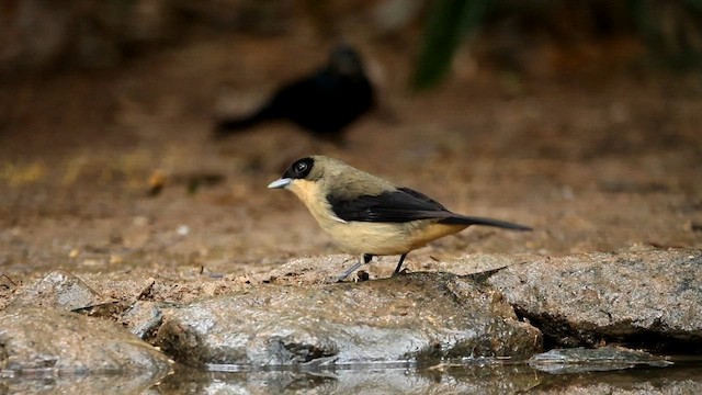 Black-goggled Tanager - ML592944701