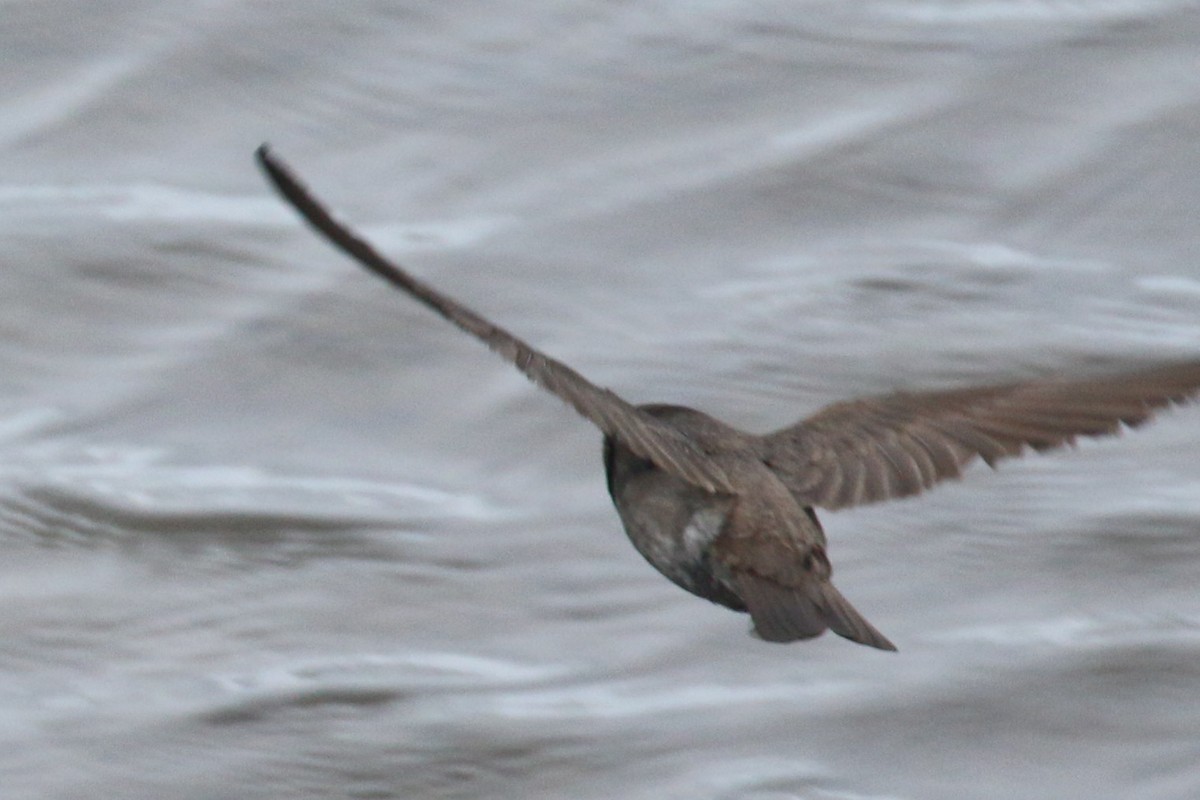 Northern Rough-winged Swallow - Alvaro Jaramillo