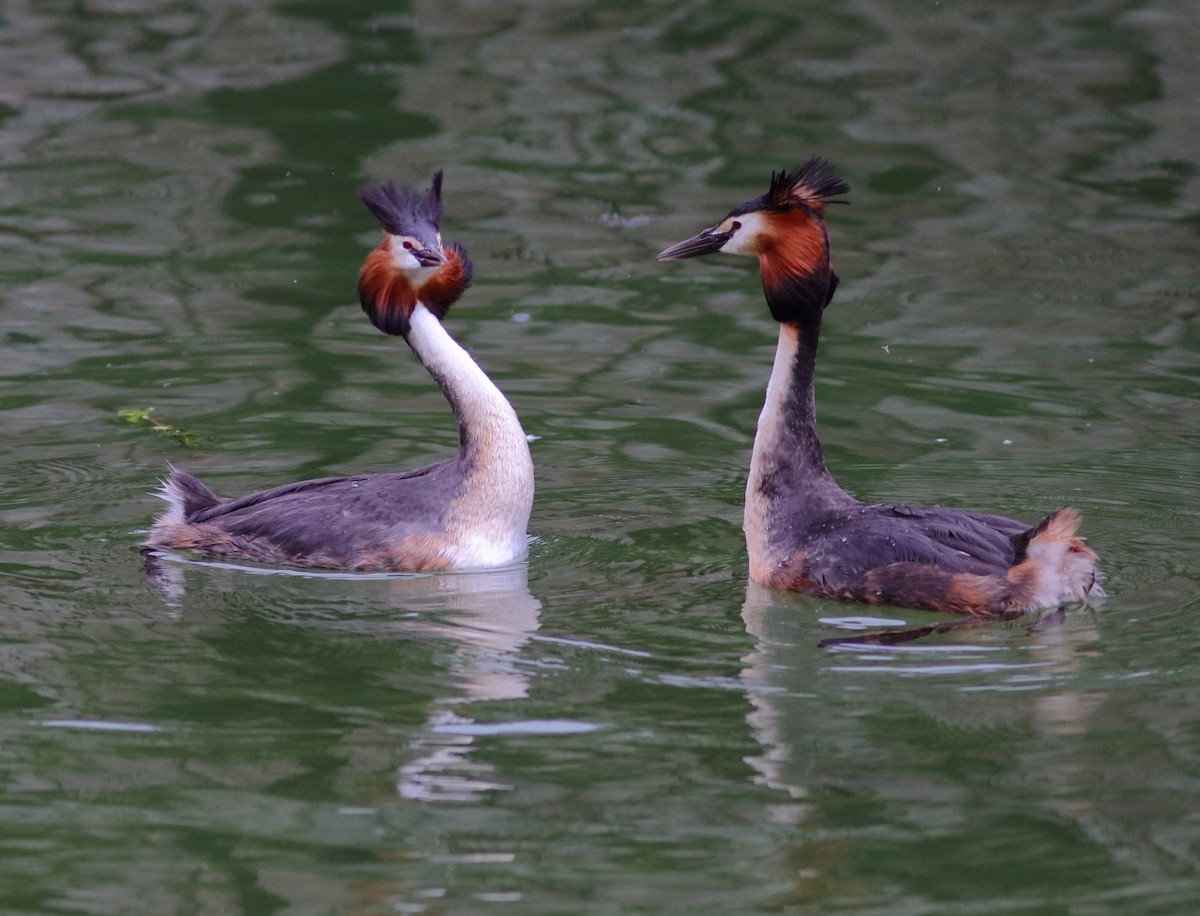 Great Crested Grebe - ML592949721