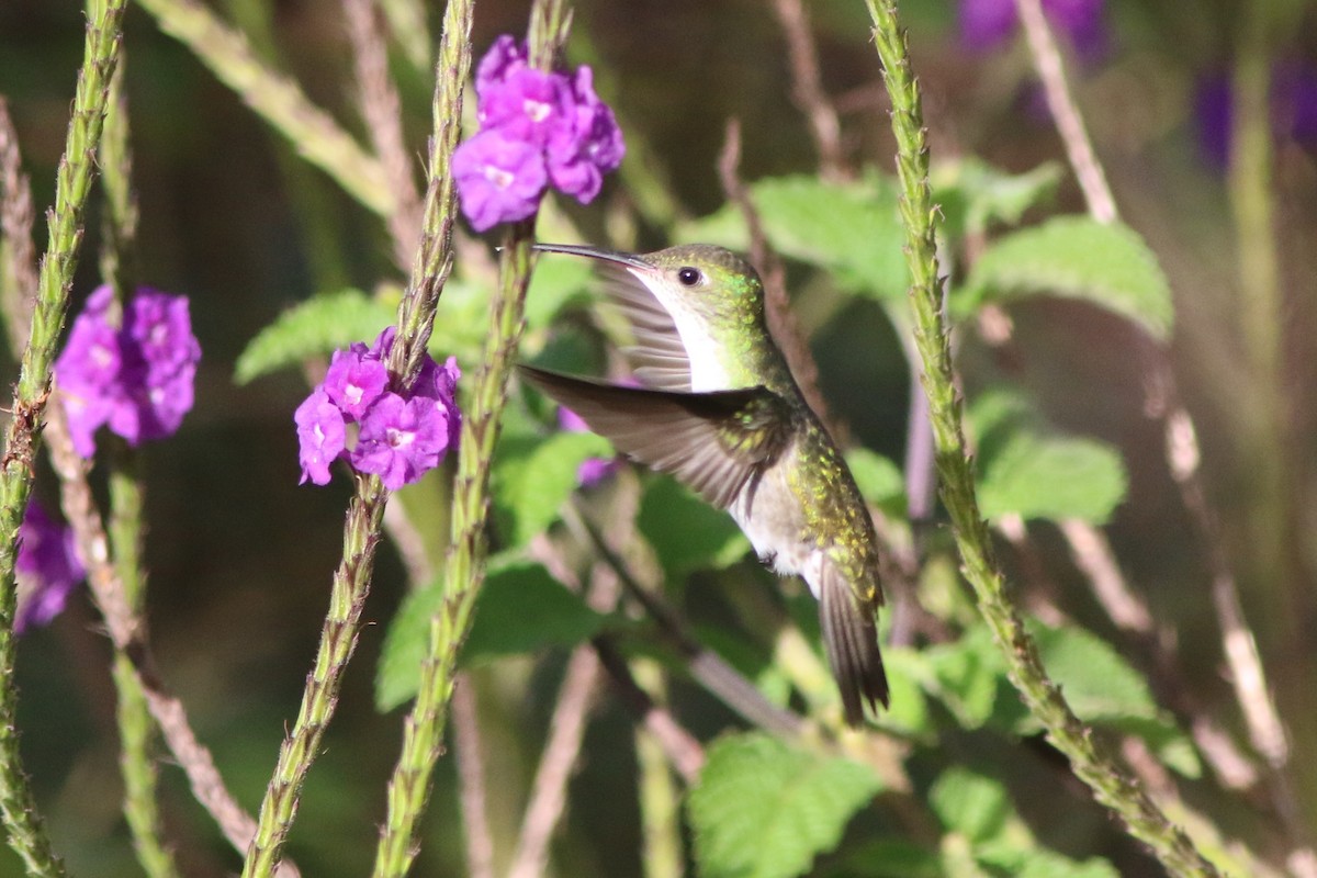 White-bellied Hummingbird - ML592956411