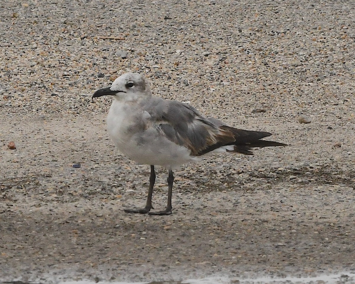 Laughing Gull - Ted Wolff
