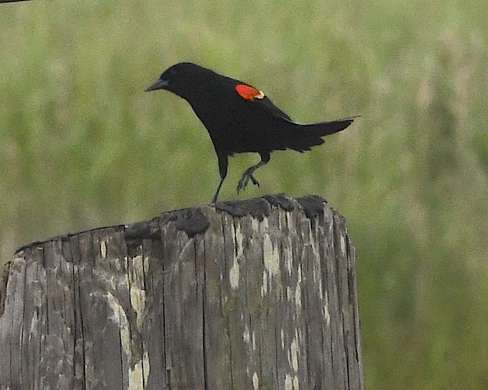 Red-winged Blackbird - ML592958041