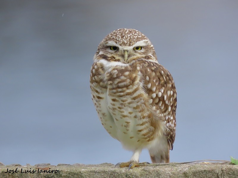 Burrowing Owl - ML592959651